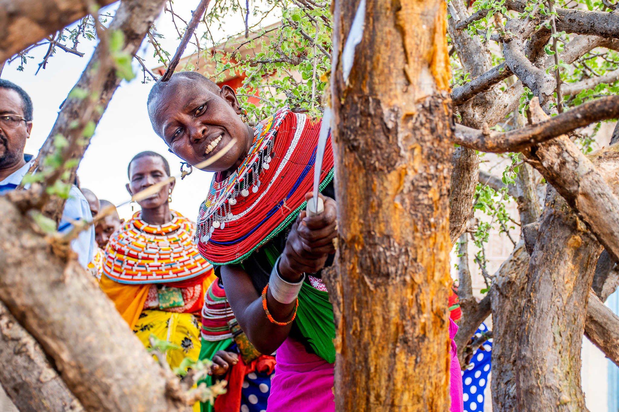 Samburu woman smiling while tapping an acacia tree for gum arabic