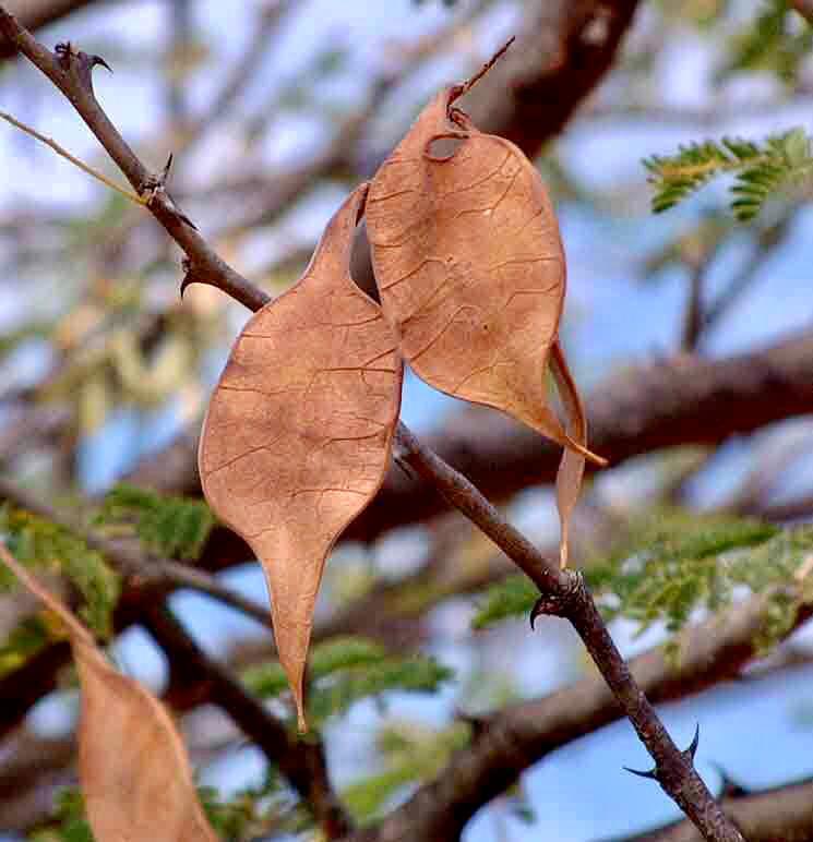 Acacia senegal seed pods on a mature tree in Kenya's ASAL region