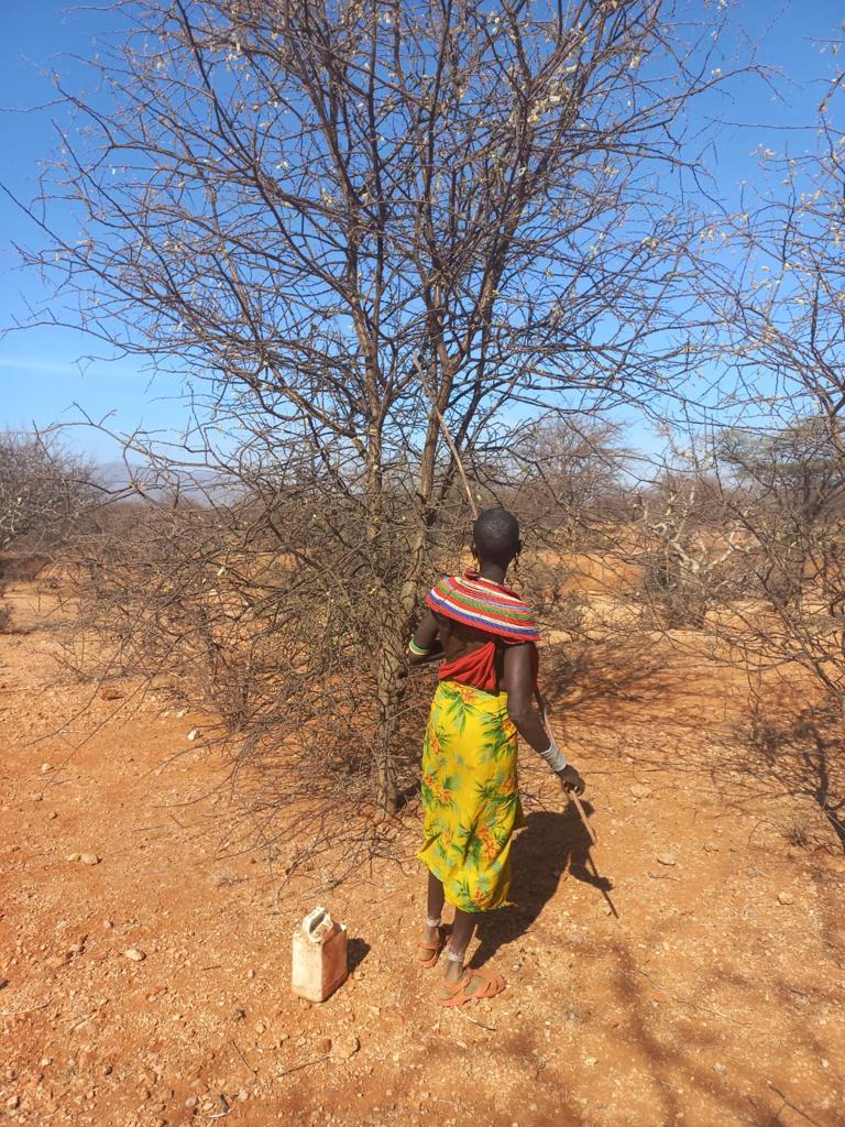 Gum arabic collection and grading at Samburu aggregation point