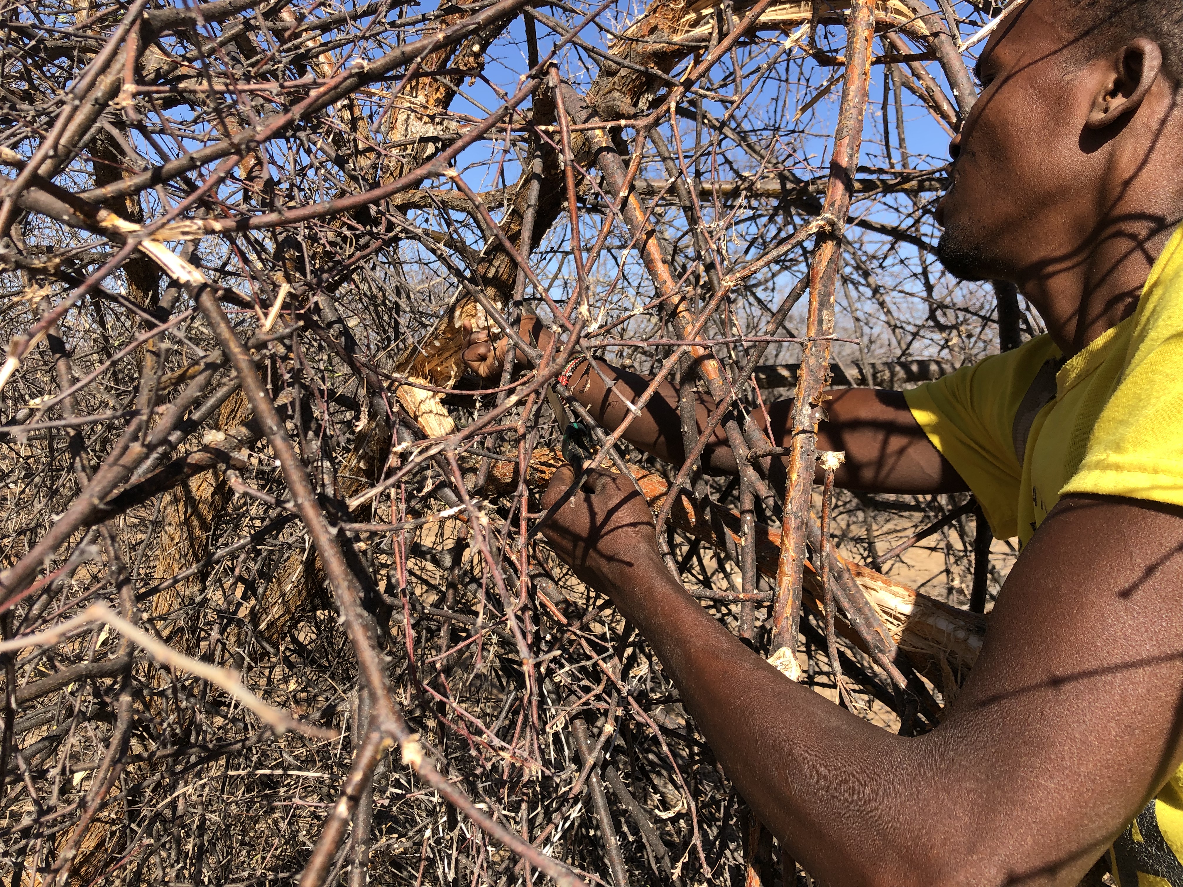 Collector harvesting raw gum arabic from an Acacia senegal tree in Kenya's drylands