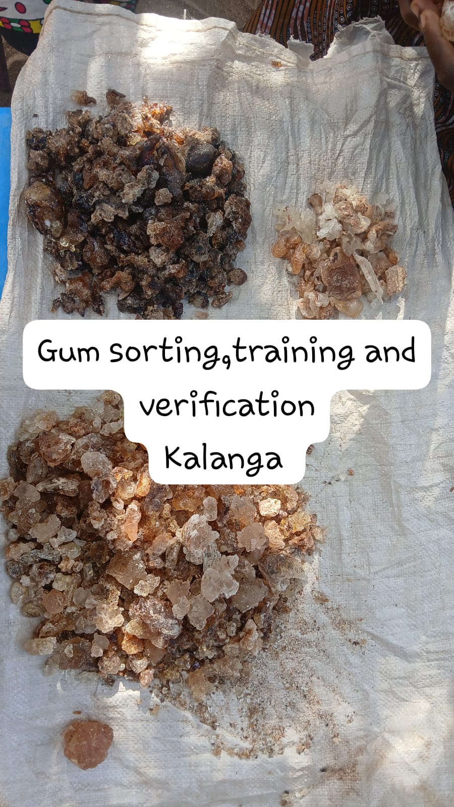 Three grades of gum arabic sorted by colour and quality during field verification