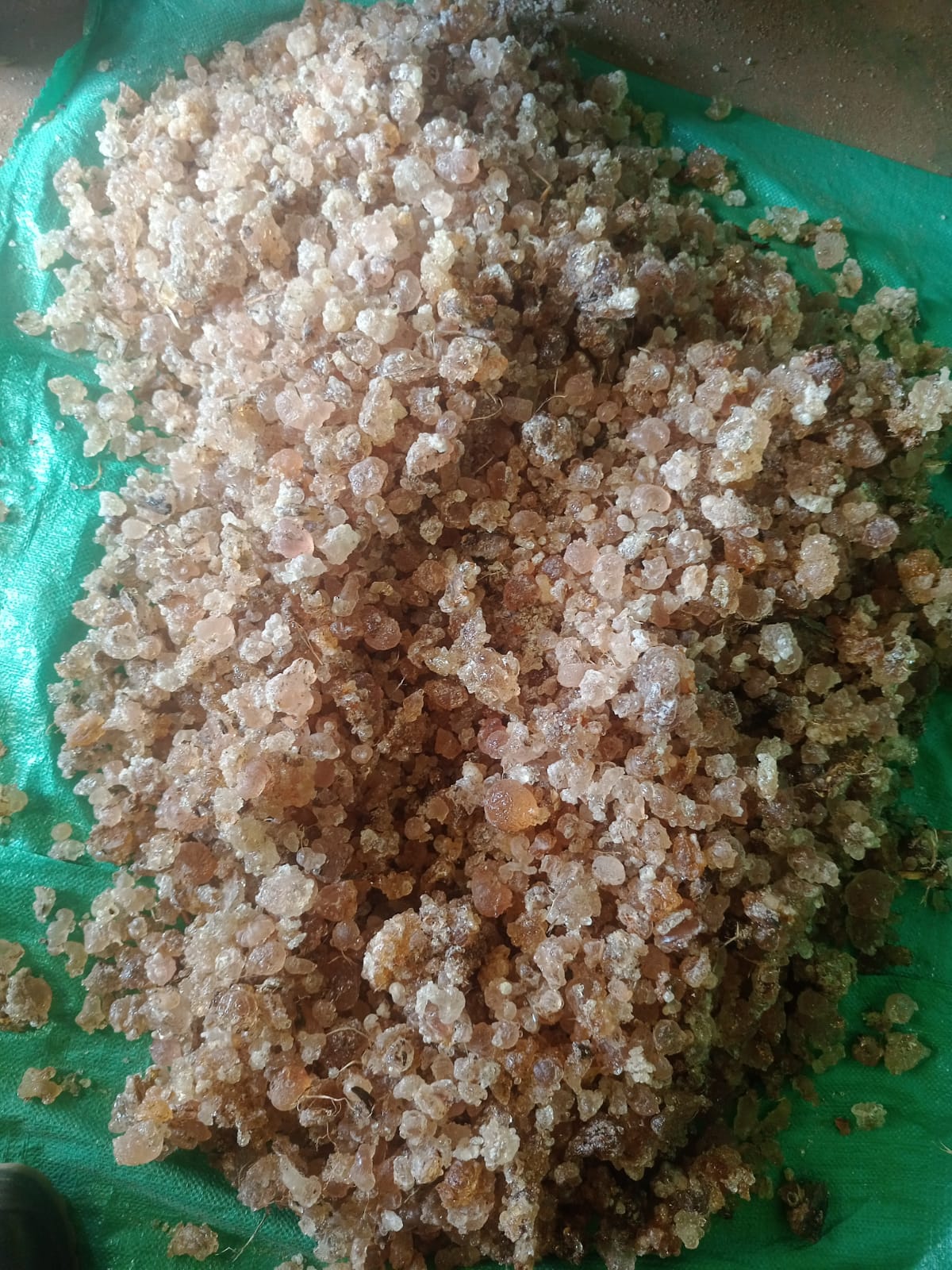 Acacia senegal var. kerensis gum arabic — golden amber nodules freshly collected in Kenya
