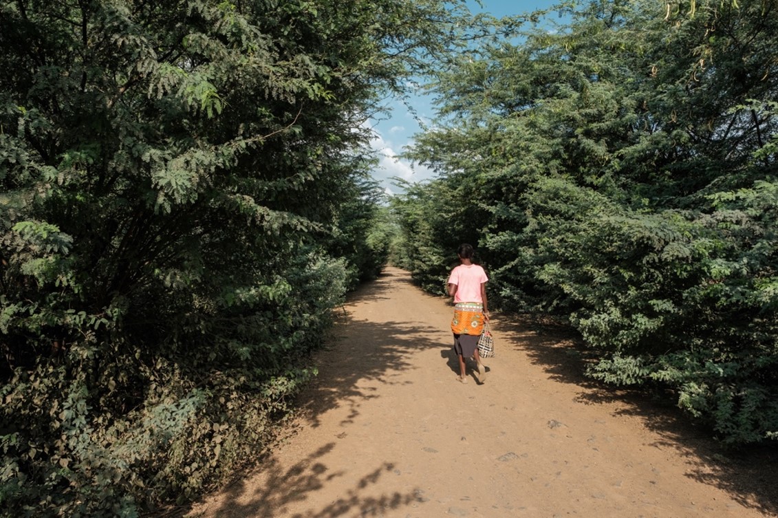 Prosopis juliflora (Mathenge) choking up a feeder road in Turkana