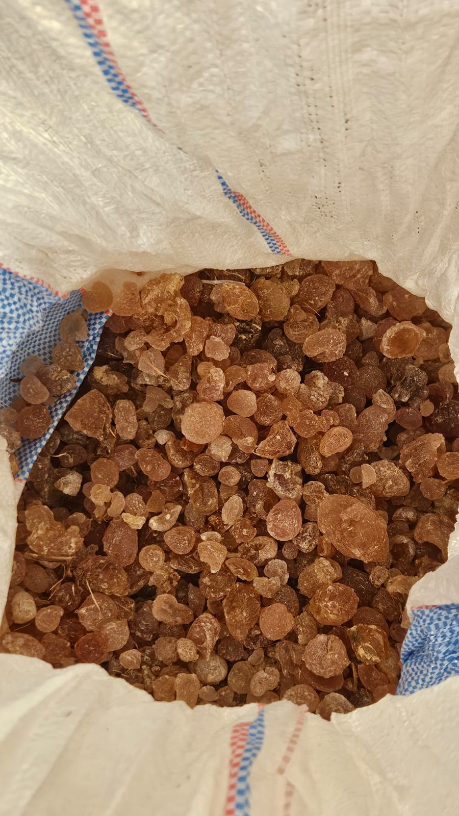 Acacia seyal (Talha) gum arabic — dark amber nodules in collection bag