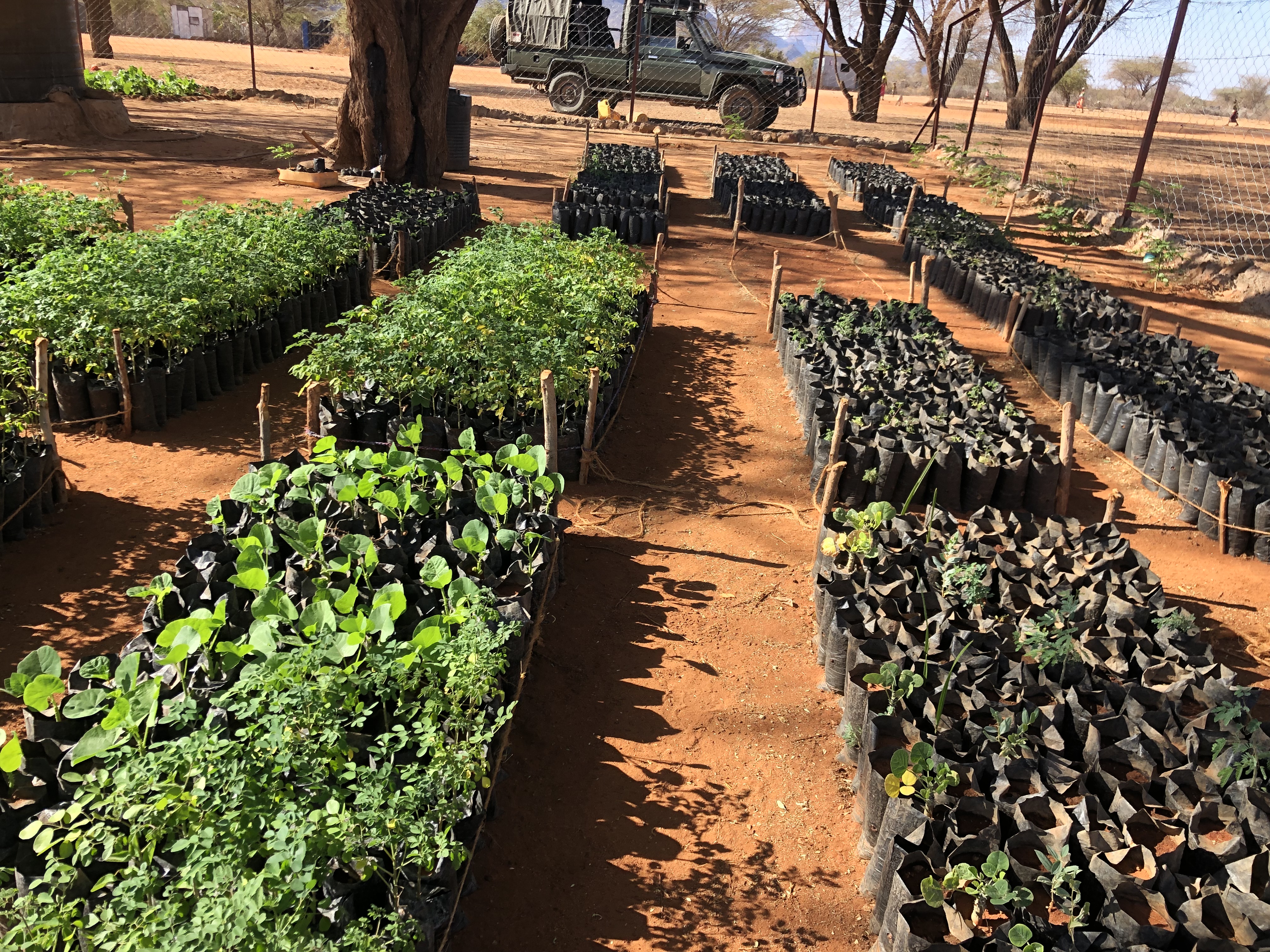 Producer group owned tree nursery with Acacia senegal seedlings
