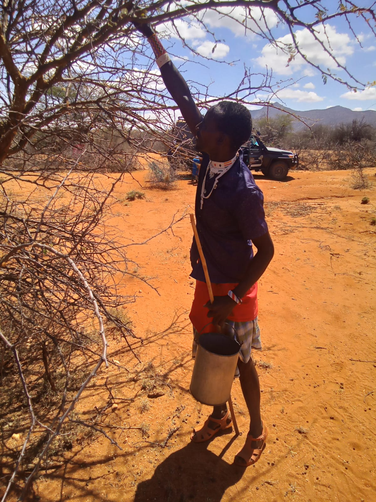 Woman harvesting gum arabic from acacia tree